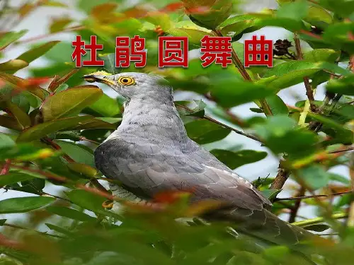 《杜鹃圆舞曲》PPT课件