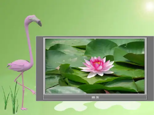 三年级上册科学课件观察水生植物 教科版
