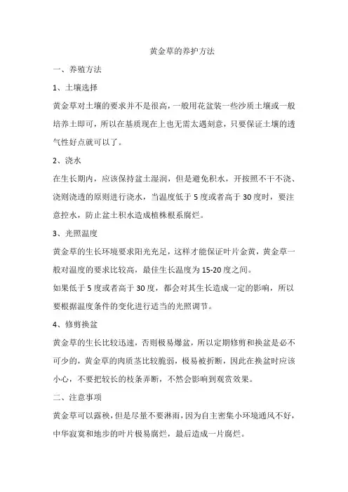黄金草的养护方法