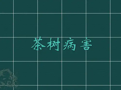 茶树病害