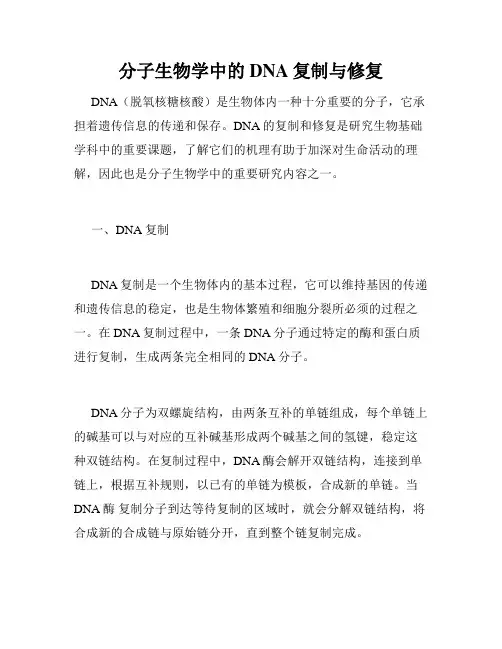 分子生物学中的DNA复制与修复