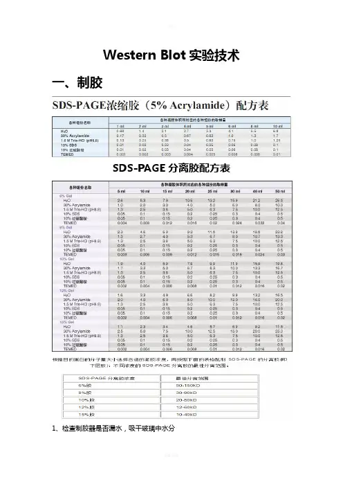 Western Blot实验详细步骤