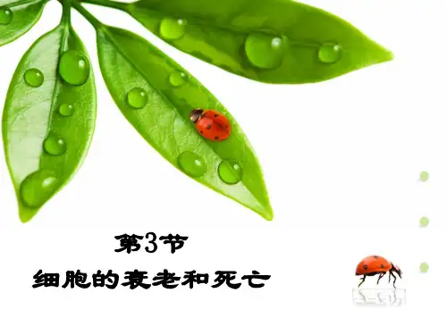 6.3 细胞的衰老和死亡 课件【新教材】人教版(2019)高中生物必修一
