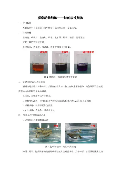 观察动物细胞——蛙的表皮细胞
