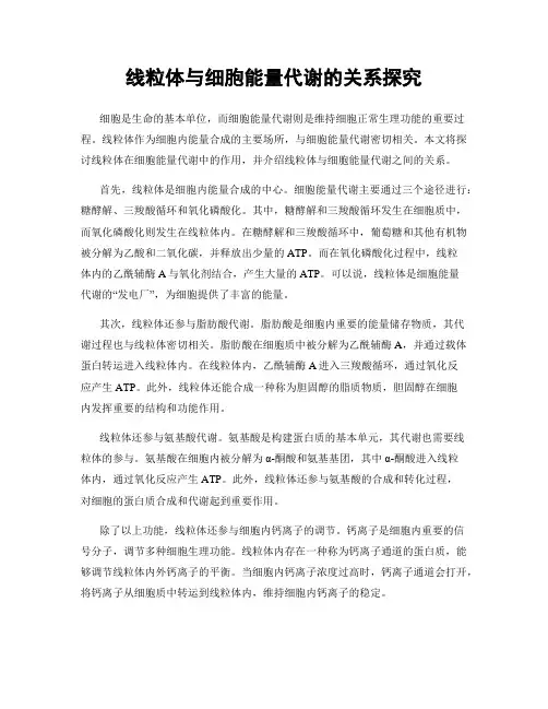 线粒体与细胞能量代谢的关系探究