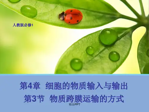 人教版高中生物必修1第4章第3节 物质跨膜运输的方式课件(3)