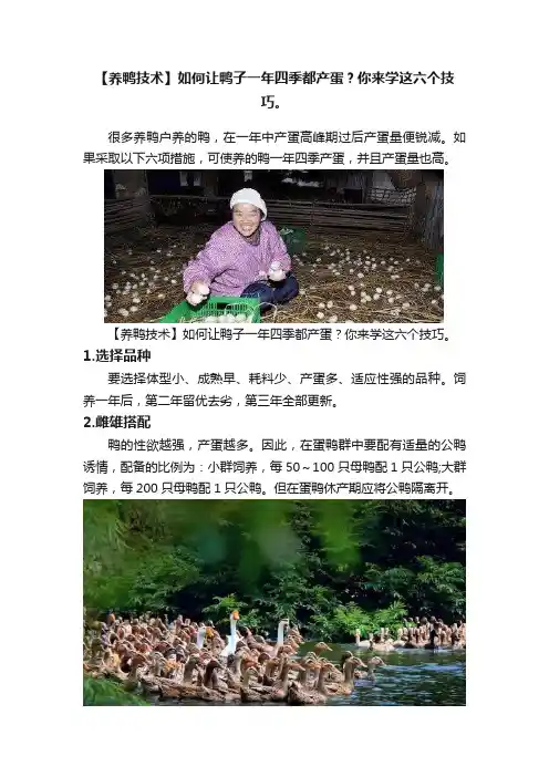 【养鸭技术】如何让鸭子一年四季都产蛋？你来学这六个技巧。