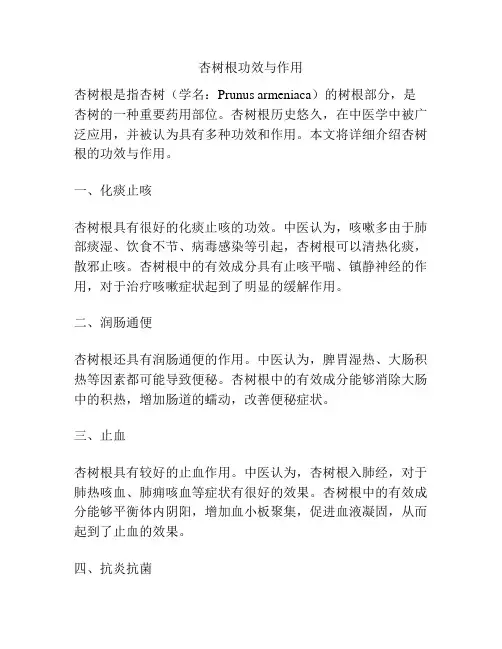 杏树根功效与作用