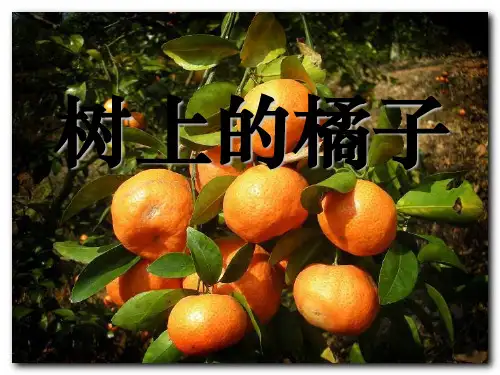 2023语文二下《树上的橘子》