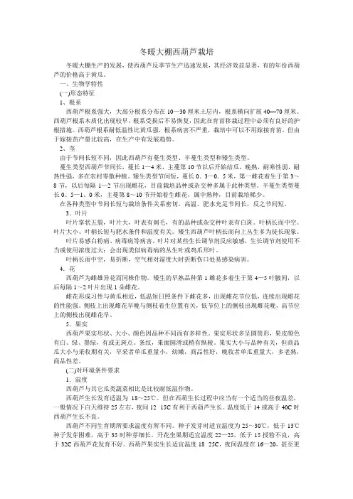 冬暖大棚西葫芦栽培