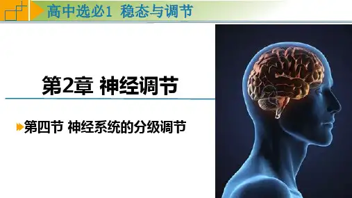 神经系统的分级调节ppt课件