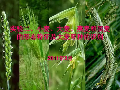 实验 小麦、大麦、燕麦和黑麦 的形态特征观察及亚种的识 …