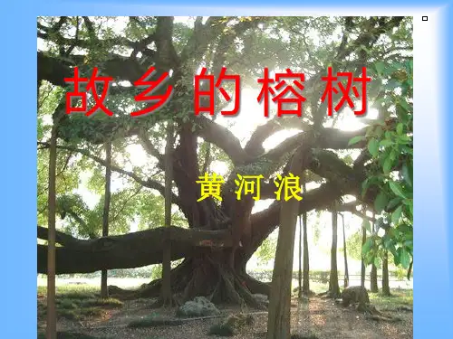 故乡的榕树--精美PPT课件