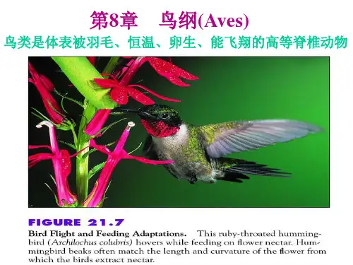 优质实用教学课件精选——脊椎动物学课件 鸟纲