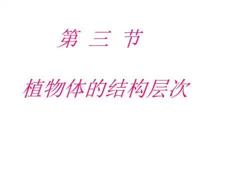 人教版生物七年级上册2.2.3植物体的结构层次-课件