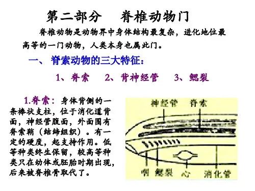 脊椎动物