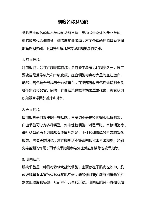 细胞名称及功能