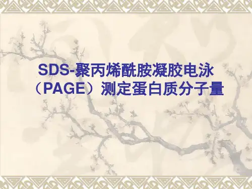 SDS-聚丙烯酰胺凝胶电泳(PAGE)测定蛋白质分子量