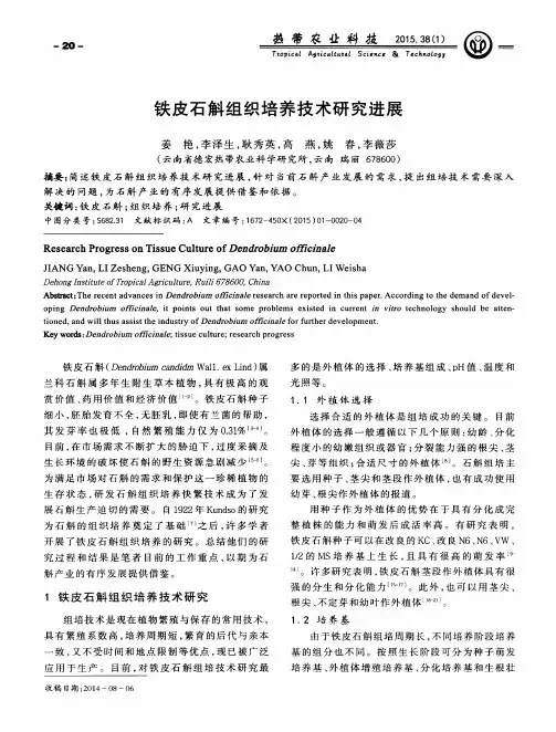 铁皮石斛组织培养技术研究进展