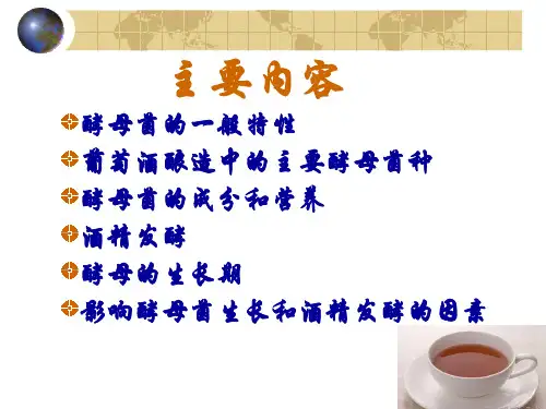 酵母菌与酒精发酵