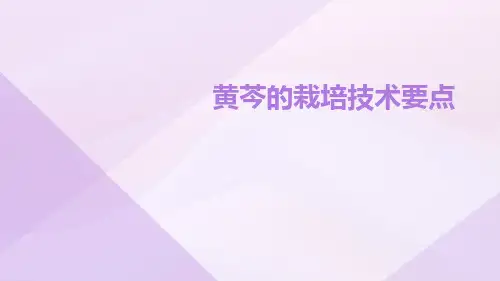 黄芩的栽培技术要点