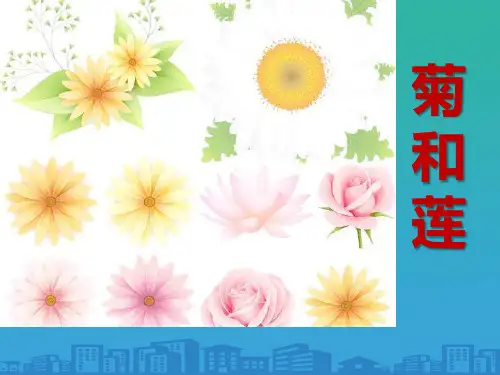 《菊和莲》