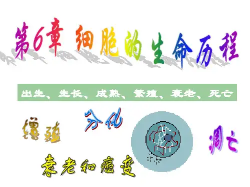 6.1《细胞的增殖》课件(新人教版必修1)高一