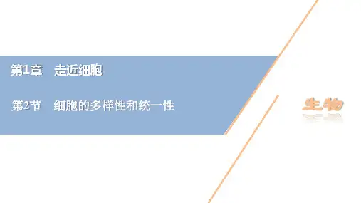 高中生物人教版(2019)必修1课件第1章 第2节细胞的多样性和统一性