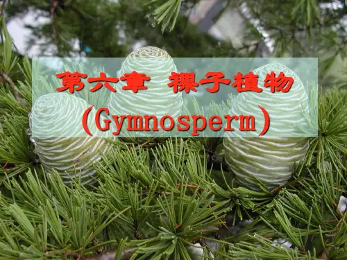 《植物学》第六章裸子植物
