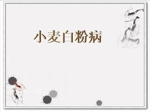 小麦白粉病
