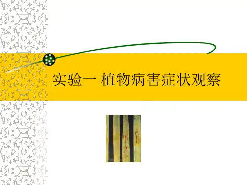 植物病理学 实验1 植物病害症状观察 图文