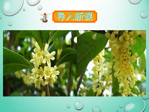 人教版五年级语文上册第3课《桂花雨》(部编版)