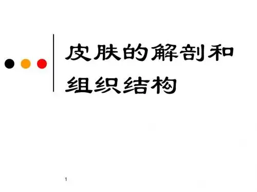 皮肤的解剖和组织结构PPT演示课件
