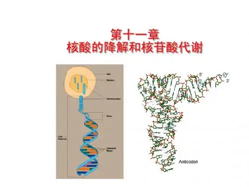 生物化学第十一章