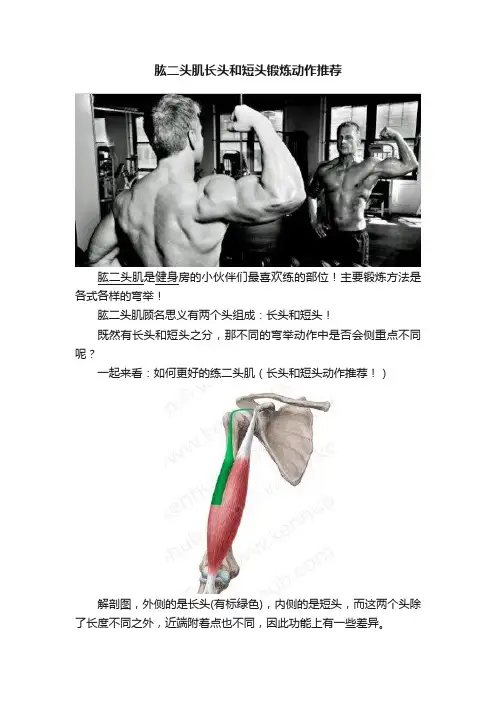 肱二头肌长头和短头锻炼动作推荐