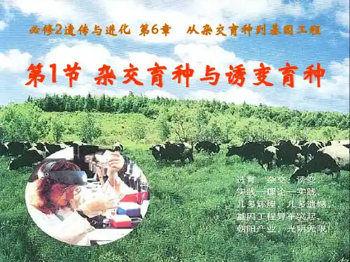 高中生物必修二课件-高中生物必修二课件-6.1杂交育种与诱变育种 