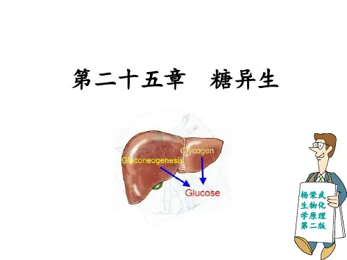 第二十五章 糖异生