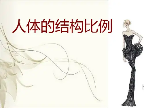 人体结构的比例