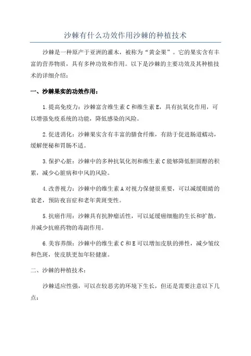 沙棘有什么功效作用沙棘的种植技术