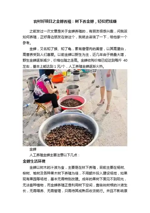农村好项目之金蝉养殖：树下养金蝉，轻松把钱赚