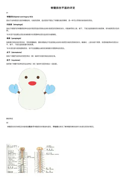 脊髓损伤平面的评定