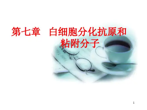 白细胞分化抗原和粘朌分子PPT课件