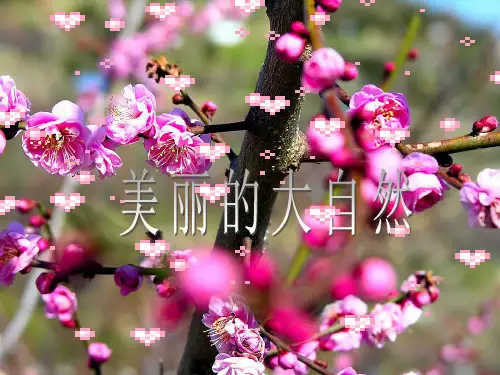 《美丽的大自然》课件