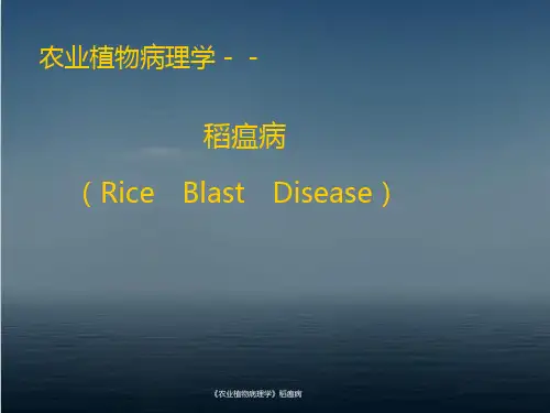《农业植物病理学》稻瘟病 ppt课件
