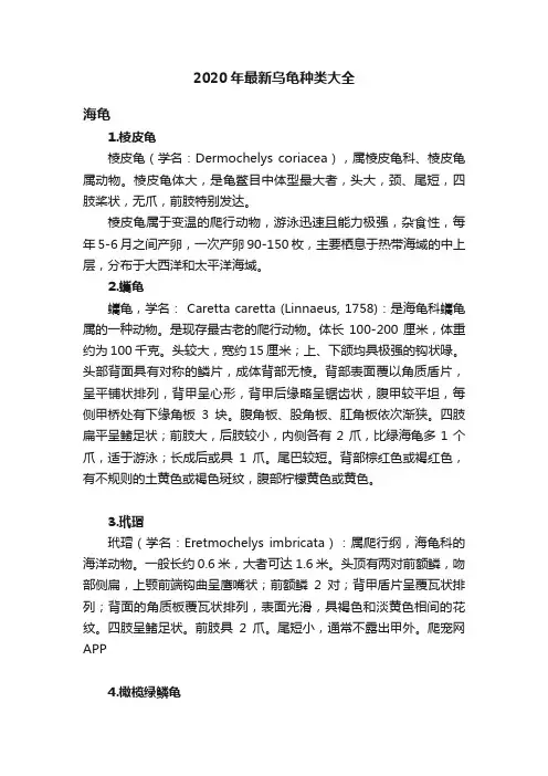 2020年最新乌龟种类大全
