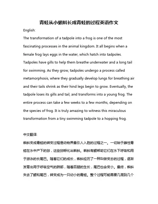青蛙从小蝌蚪长成青蛙的过程英语作文