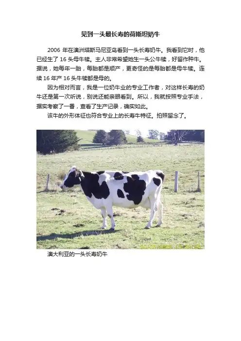 见到一头最长寿的荷斯坦奶牛