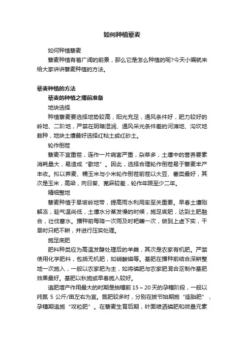 如何种植藜麦