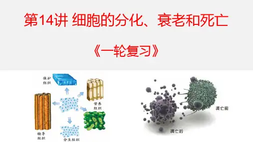 2024届高三生物一轮复习课件第14讲+细胞的分化、衰老和死亡