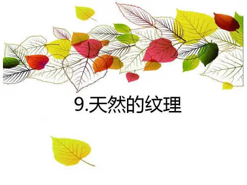 三年级上册美术课件-第9课 天然的纹理 ▏人教课标版 (共13张PPT)